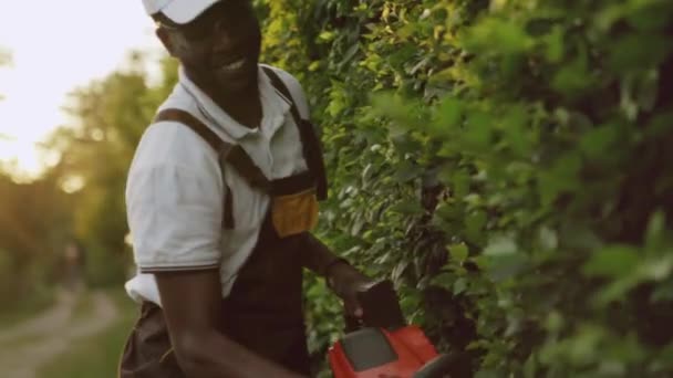 Afroamerikanischer Gärtner schneidet Hecke. — Stockvideo