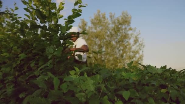 Concentrated gargener cutting hedge. — Stock Video