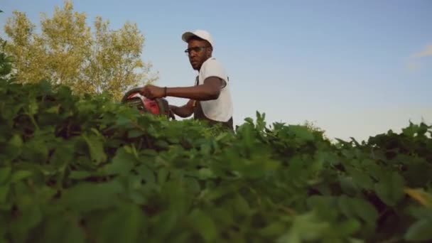 Gärtnerei schneidet Hecke. — Stockvideo