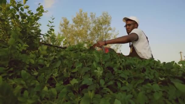 Gärtnerei schneidet Hecke. — Stockvideo