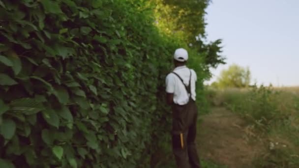 Afroamerické keře na stříhání gargenů. — Stock video