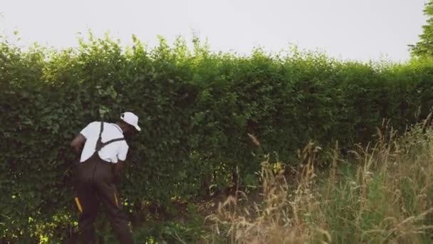 Afroamerican gargener cutting hedge. — Stock Video