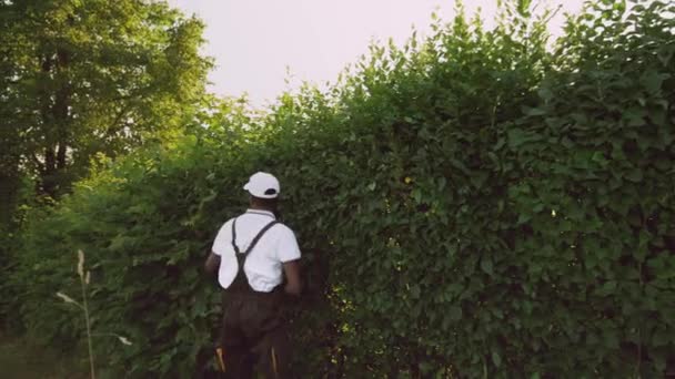 Афроамериканский гаргенер обрезает изгородь . — стоковое видео