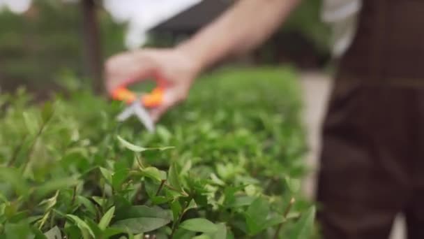 Senior man håller hand saxar för att skära gröna buskar — Stockvideo