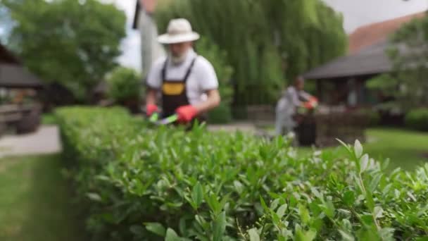 Gärtner schneidet Sträucher, während Floristen trockene Blätter schneiden — Stockvideo