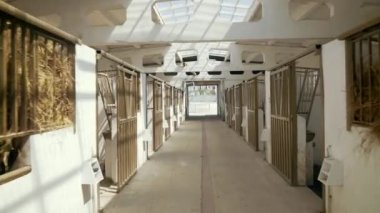 Tahta at ahırı koridor, gün ışığı.