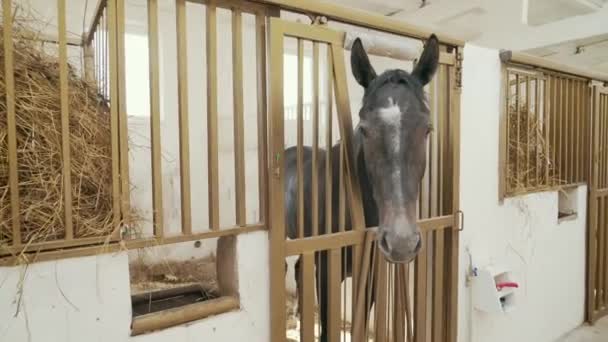 Stallion looking out of stable indoors. — Stock Video