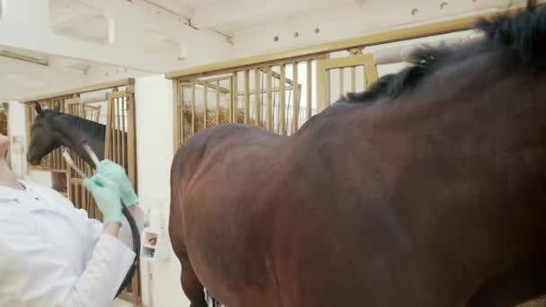 Vrouwelijke dierenarts onderzoeken paard met stethoscoop. — Stockvideo