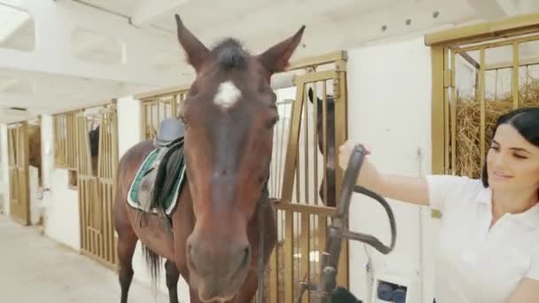 Woman dressing horse up with bridle. — Stock Video