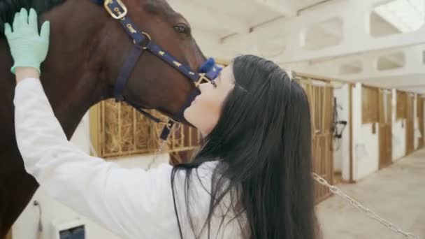 Cheval vétérinaire femelle caressant dans l'écurie . — Video