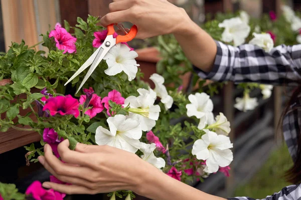 Vrouwelijke handen snoeien planten in bloempotten buiten. — Stockfoto