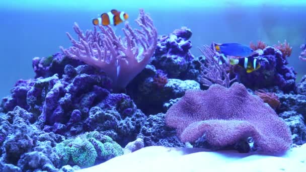 Acuario de arrecifes de coral con peces nemo . — Vídeo de stock