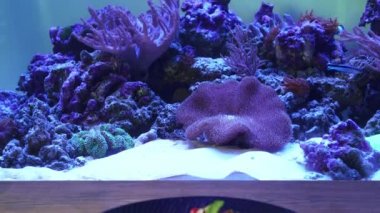 Tabağında çilek olan yabanmersinli cheesecake..