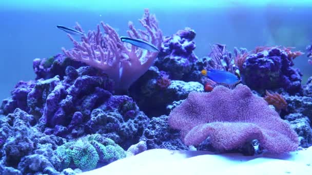 Egzotik balıklı mercan resifi akvaryumu. — Stok video