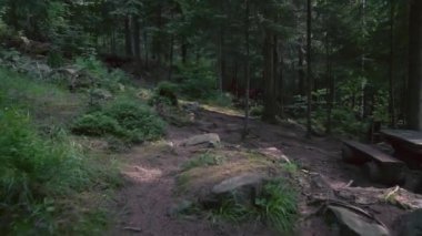 Yaz ormanlarında kırmızı hamağın hareketi.