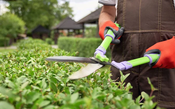 Tijeras en las manos del hombre cortando arbustos . — Foto de Stock