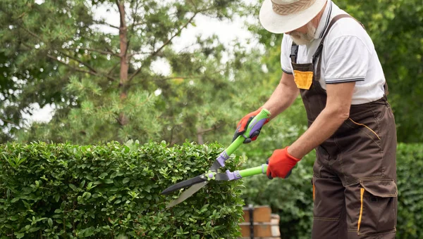 Homem sênior cortando arbustos crescidos . — Fotografia de Stock