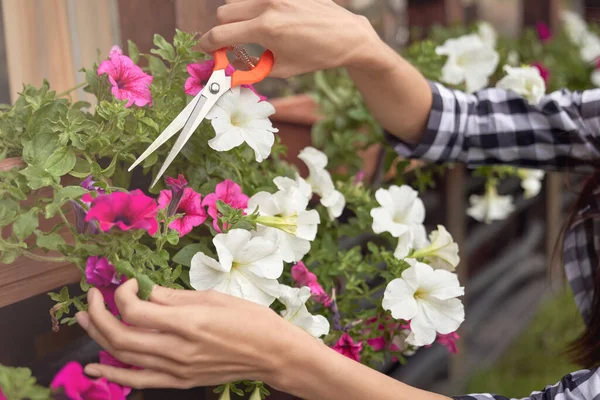 Vrouwelijke handen snoeien planten in bloempotten buiten. — Stockfoto