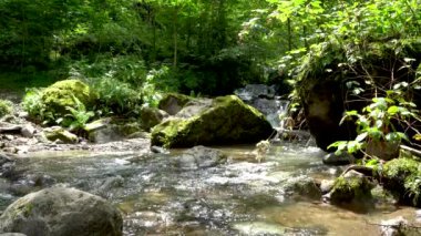 Dağ nehri. Mtirala Ulusal Parkı. Batumi, Georgia. Doğal bir sesle.. 
