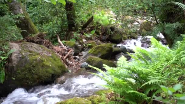 Rio Tempestuoso Floresta Tropical Mountain Adzharia Geórgia Som Natural — Vídeo de Stock