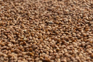 Karabuğday arka planı, tam görüntü. Yan görünüm