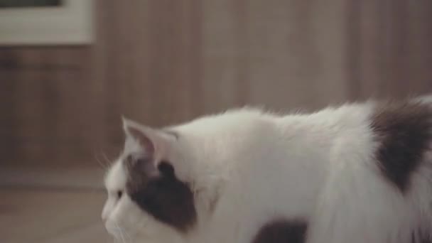 Manger des chats - Mouvement lent. Manger, chat, plante, mouvement 