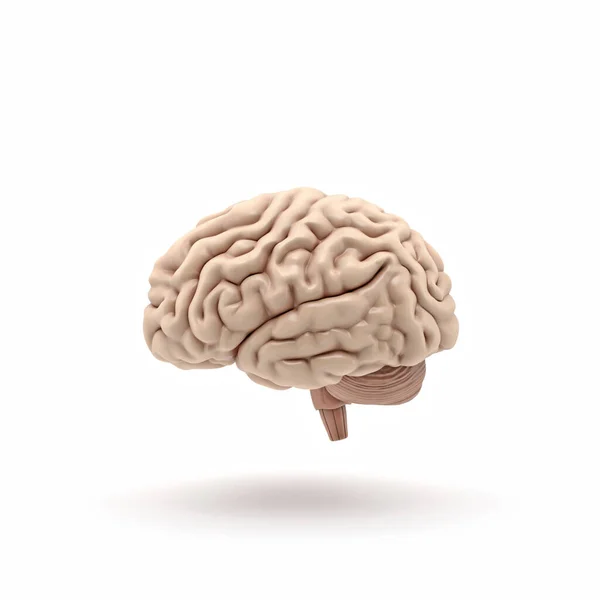 3D brillant rendu du cerveau isolé sur fond blanc — Photo