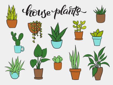 Vektör houseplants tencerelerde ayarlayın. Çizilmiş karikatür koleksiyonu el