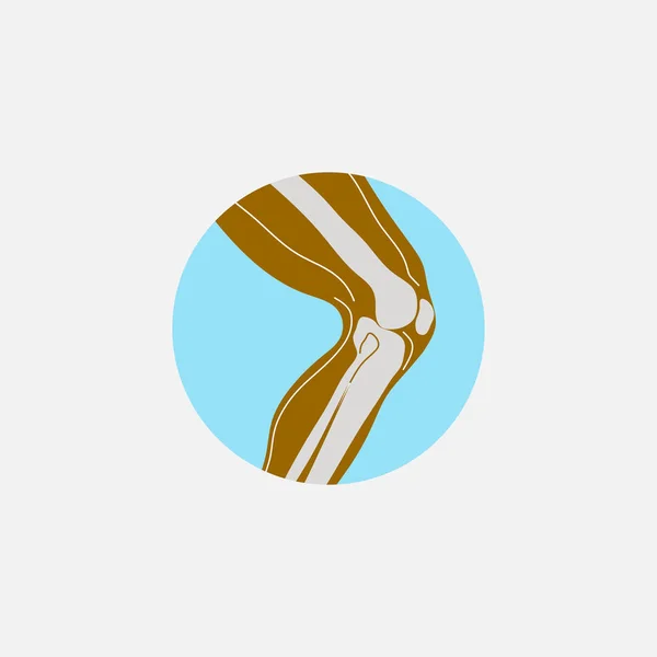 인간의 무릎 관절 — 스톡 벡터