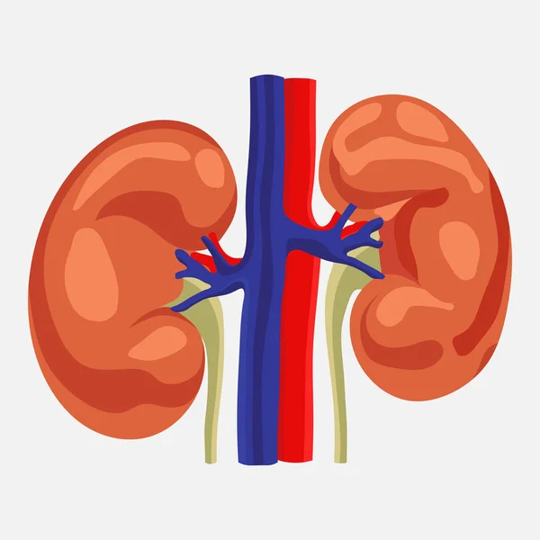 Rim humano, estudo da anatomia, estilo plano —  Vetores de Stock