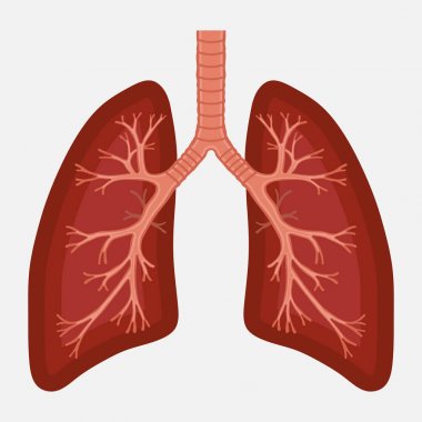 insan akciğer anatomisi diyagramı. hastalık solunum kanser 