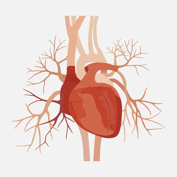 Anatomia do coração humano, coração, ciência médica, os átrios e —  Vetores de Stock