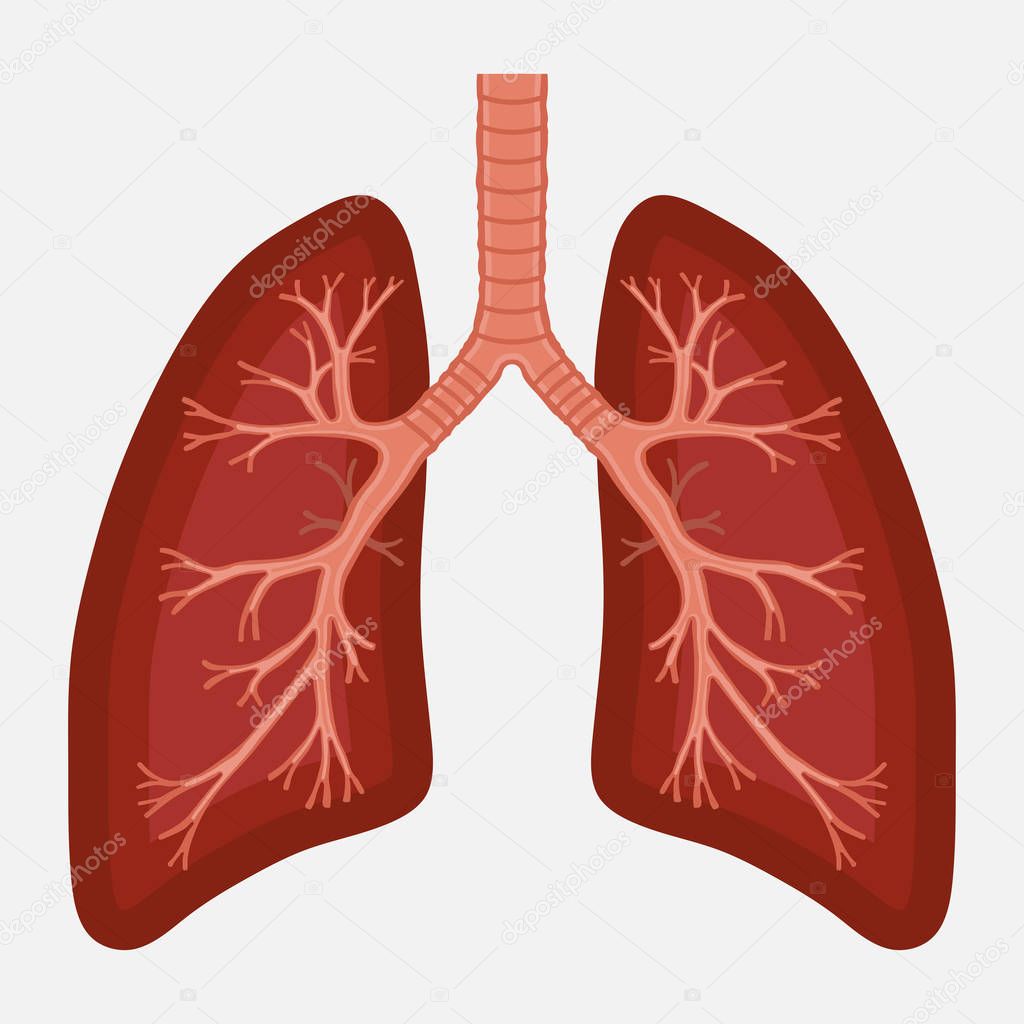 human lung anatomy diagram. illness respiratory cancer 