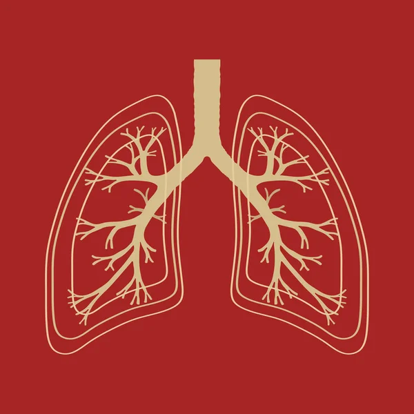 Lidské plíce, anatomie ilustrace — Stockový vektor