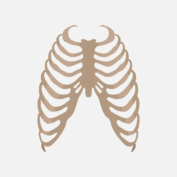 Anatomia człowieka, klatki piersiowej, badanie ciała — Wektor stockowy