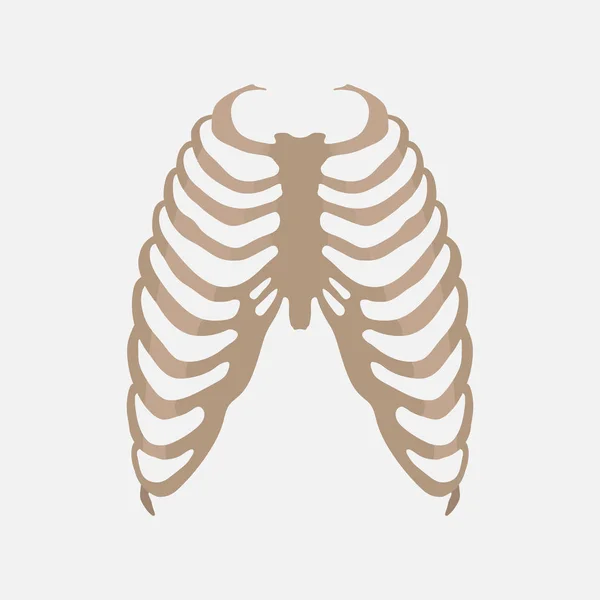 Thorax, anatomie humaine, étude du corps — Image vectorielle