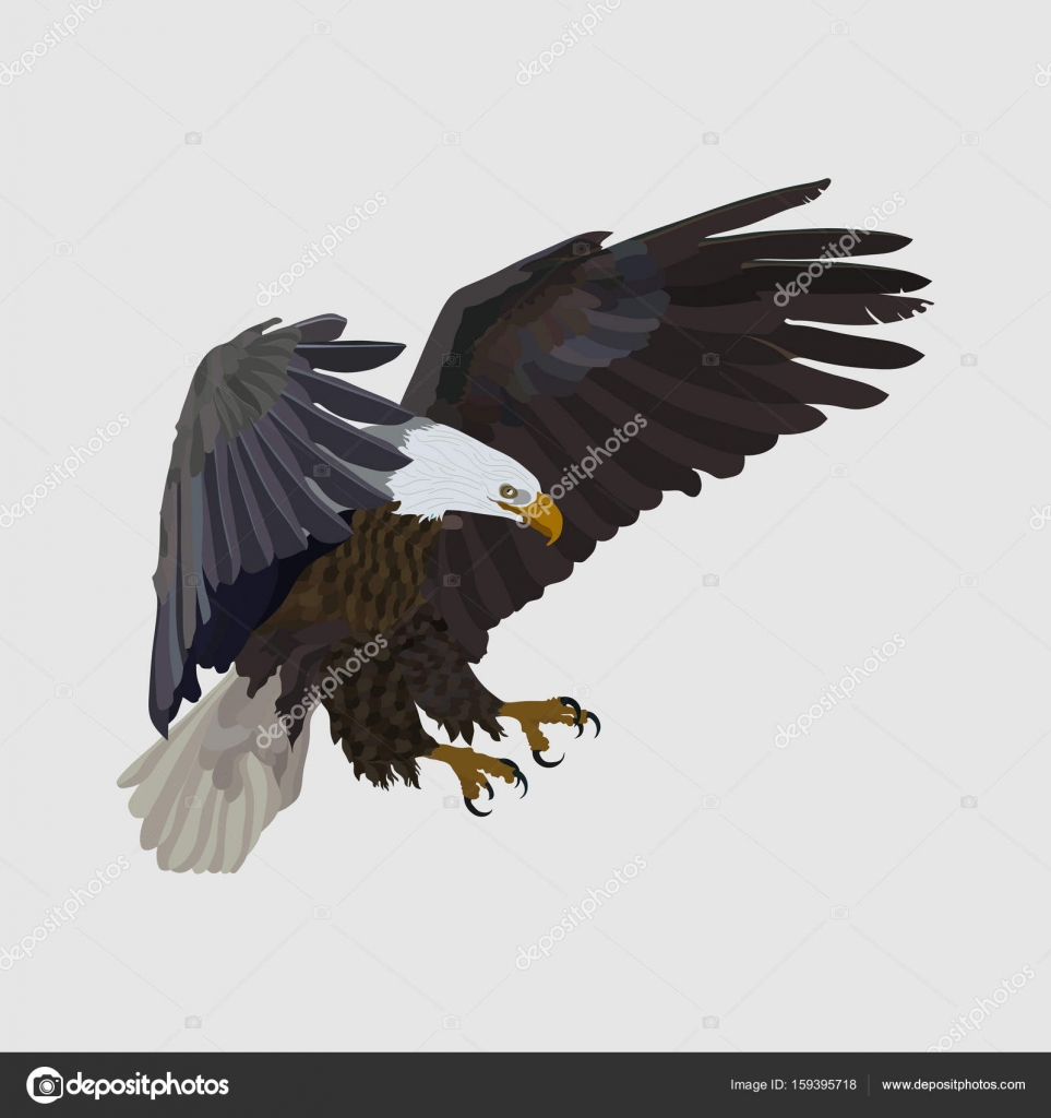 Águia realista águia voando, captura de presas, um símbolo de freedo Vetor  de ©igor170806.gmail.com 159395718, image size:963x1024