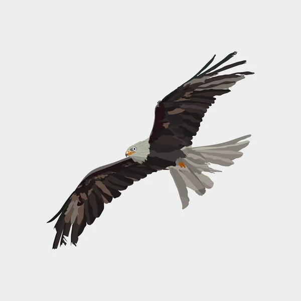 Realistische eagle soaring adelaar, het vangen van de prooi, een symbool van freedo — Stockvector