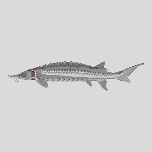 Sturgeon fisk logotyp för fiske klubbar, restauranger, emblema — Stock vektor