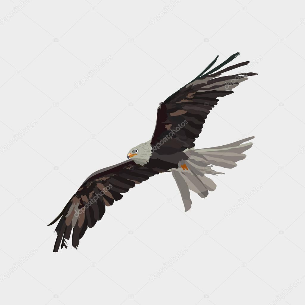 Realistic eagle soaring eagle, catching prey, a symbol of freedom, flat design, vector image