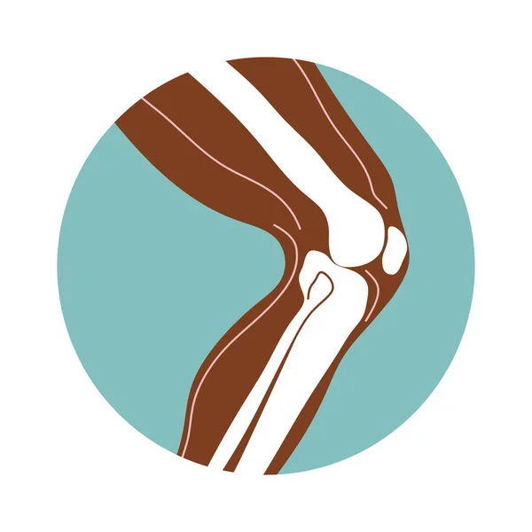 La articulación de la rodilla humana, designación ortopédica Clínica — Vector de stock