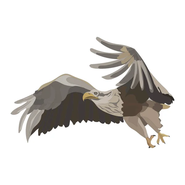 Águila voladora realista, águila voladora, presa de captura — Foto de Stock