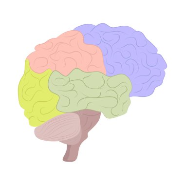 İnsan beyni, insan anatomisi, tıbbi illüstrasyon, beynin bölümlerinin incelenmesi.