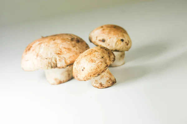 Cogumelos frescos em uma chapa branca — Fotografia de Stock