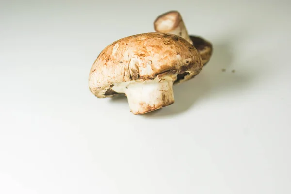 Cogumelos frescos em uma chapa branca — Fotografia de Stock
