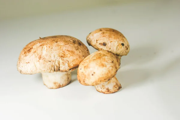 Fresh mushrooms on a white plate — Stock Photo, Image