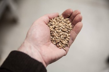 Malt el tahıllar