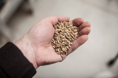 Malt el tahıllar