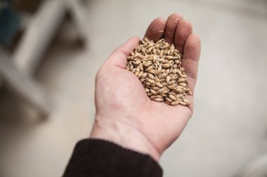 Malt el tahıllar