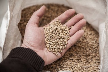 Malt el tahıllar